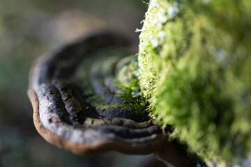 Forest Ground Nature Fungi Moss Humus