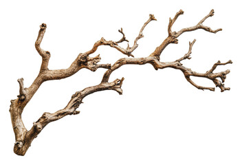 Fototapeta premium Intricate textured dry tree branch, cut out - stock png.