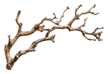 Intricate textured dry tree branch, cut out - stock png.
