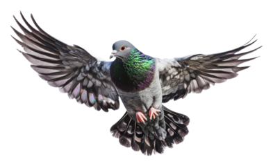 Pigeon soaring with vibrant plumage in flight, cut out - stock png.