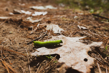 Forest Ground Nature Fungi Moss Humus