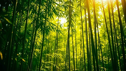 Fototapeta premium Sunlit Bamboo Forest Tall stalks and vibrant green leaves bathed in golden sunlight create a serene and peaceful natural scene.