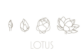 蓮の花　スイレン　水連　花　イラスト　線画　シンプル　透過