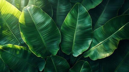 Lush green leaves create a vibrant, tropical backdrop, emphasizing nature's beauty.
