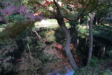 鶴岡八幡宮 柳原神池(ﾔﾅｲﾊﾗｼﾝﾁ)
