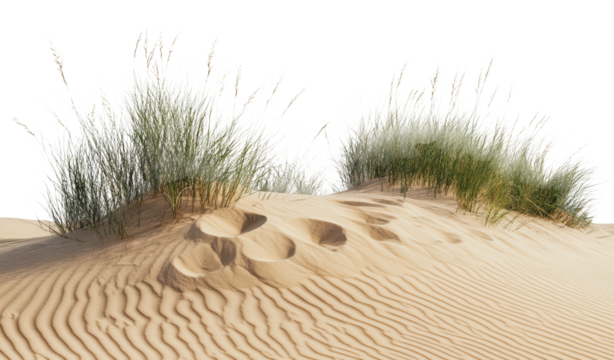 Sand dunes with grass in a natural landscape, cut out - stock png.