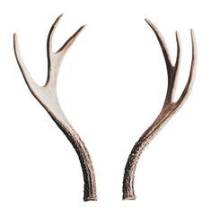 Obraz premium Antlers from a mature deer on a white background, cut out - stock png.