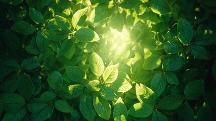 Lush green leaves illuminated by soft light, creating a serene and vibrant atmosphere.
