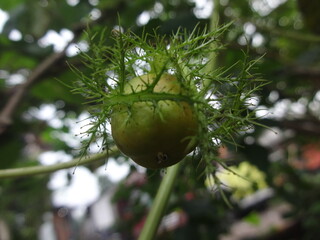 Tropical wild fruit plant names Rambusa growth wild at the nature,  close-up of rambusa fruit, Ripe rambusa or ermot fruit turns yellow and is covered by enlarged flower petals with blurred background