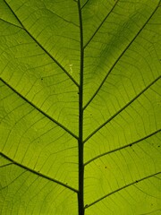 Obraz premium Tropical Leaf Macro Photography with Intricate Details