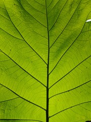 Close-Up of a Large Green Leaf Showing Its Vein Structure