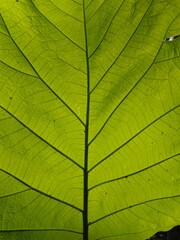Macro Shot of a Vibrant Green Leaf with Detailed Veins
