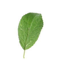 One green plum leaf isolated on white