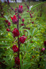 This appears to be the roselle plant (Hibiscus sabdariffa), commonly grown for its edible calyxes, which are used in teas, jams, and beverages.
