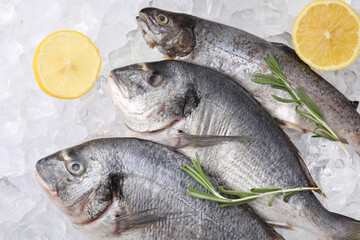 Sea food. Different types of raw fish, lemons and rosemary on ice cubes, flat lay