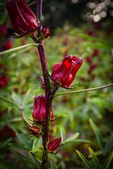 This appears to be the roselle plant (Hibiscus sabdariffa), commonly grown for its edible calyxes, which are used in teas, jams, and beverages.