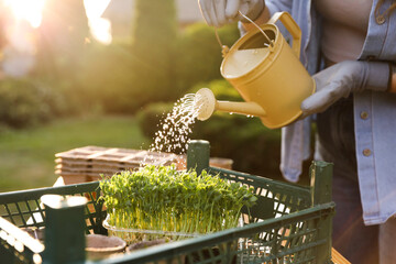 Woman watering young seedlings with can at table outdoors, closeup