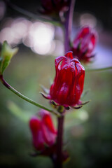 This appears to be the roselle plant (Hibiscus sabdariffa), commonly grown for its edible calyxes, which are used in teas, jams, and beverages.