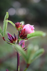 This appears to be the roselle plant (Hibiscus sabdariffa), commonly grown for its edible calyxes, which are used in teas, jams, and beverages.