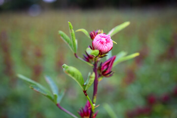 This appears to be the roselle plant (Hibiscus sabdariffa), commonly grown for its edible calyxes, which are used in teas, jams, and beverages.