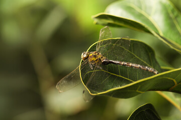 Beautiful dragonfly on green leaf outdoors, macro view. Space for text