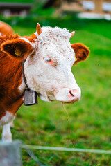 Close-Up of Brown and White Cow with Bell in Lush Green Field on Dairy Farm