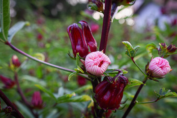 This appears to be the roselle plant (Hibiscus sabdariffa), commonly grown for its edible calyxes, which are used in teas, jams, and beverages.