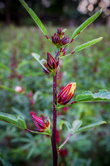This appears to be the roselle plant (Hibiscus sabdariffa), commonly grown for its edible calyxes, which are used in teas, jams, and beverages.