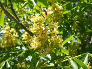 Closeup of Ohio buckeye flowers and bee in early spring, Colorado