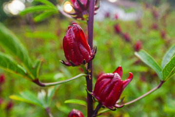 This appears to be the roselle plant (Hibiscus sabdariffa), commonly grown for its edible calyxes, which are used in teas, jams, and beverages.