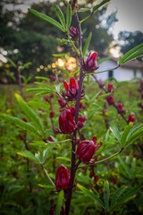 This appears to be the roselle plant (Hibiscus sabdariffa), commonly grown for its edible calyxes, which are used in teas, jams, and beverages.