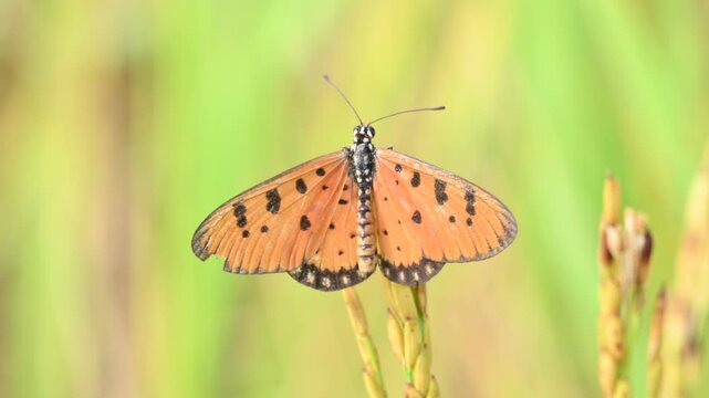 Acraea terpsicore or&nbsp;tawny coster butterfly. lt is a small leathery-winged&nbsp;butterfly. Butterfly sitting on the paddy plants.  It belongs to the&nbsp;Nymphalidae&nbsp;or brush-footed butterfly family.