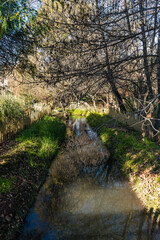 river between trees in a forest with fences side by side in Santiago, Chile, South America. 