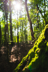 Fototapete bei efototapeten.de bestellen   