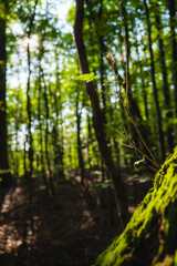 Serene Sunlit Forest Scene with Vibrant Foliage and Gentle Green Moss Covering a Tree Trunk, Surrounded by Soothing Shadows and Sunlight Filtering Through the Lush Trees