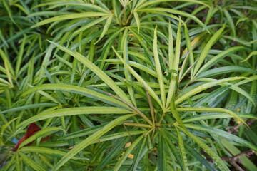 The leaves of the ararea plant (Osmoxylon lineare) are green during the day