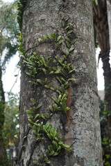 Small leaves growing on the trunk of a tree