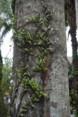 Small leaves growing on the trunk of a tree
