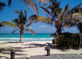 exotic view of the caribbean between palm trees