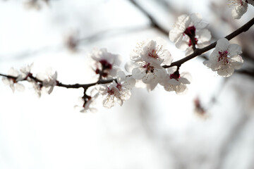 Apricot flowers bloom in spring