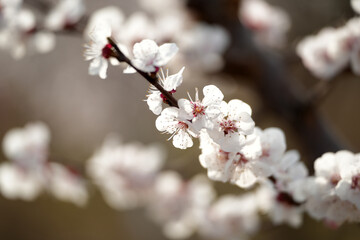 Apricot flowers bloom in spring