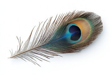 Obraz premium Excellent quality peacock feather isolated on a white backdrop. Generative Ai