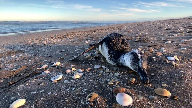 Dead penguin washed up on the beach. Ecological disaster