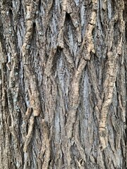 Bark of a tree