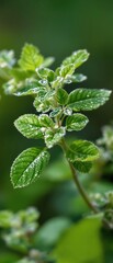 Macro photography of a group of small leaves on a blurred background, plants, botanical, greenery