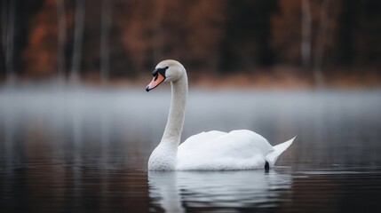 Fototapeta premium Elegant White Swan Gliding Across Calm Water in Autumn Landscape