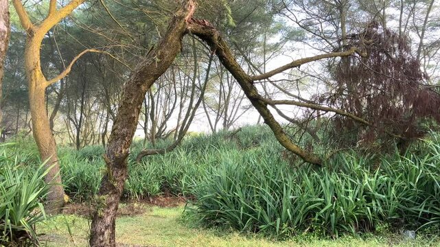 The sea pine or eru is one type of pine from the Casuarina group. This plant also has other names, namely Australian pine and beach she-oak.