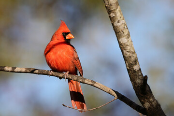 Male northern cardinal red bird perched on a limb on a Fall Day against blurry background