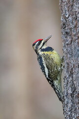 Yellow bellied sapsucker woodpecker on tree against blurry background. 