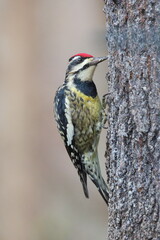 Yellow bellied sapsucker woodpecker on tree against blurry background. 